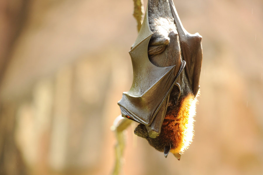 Wildlife Wednesdays Disney’s Animal Kingdom Goes to Bat for Bats on