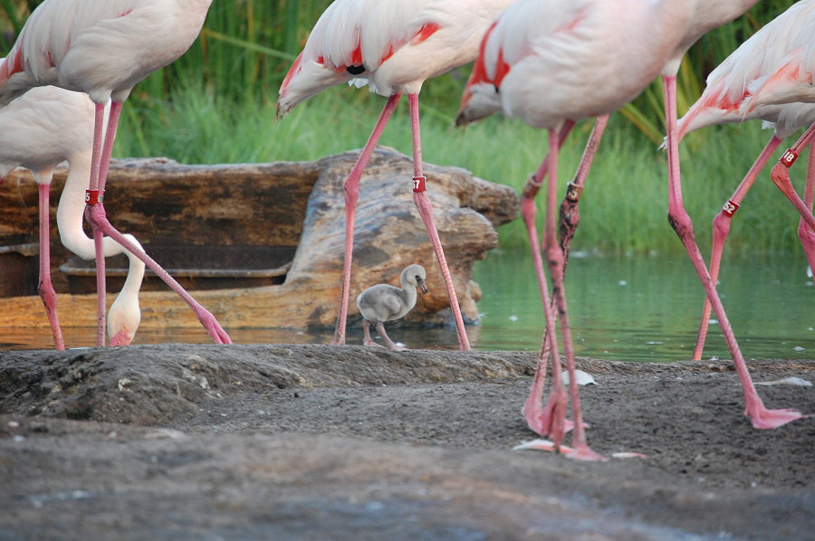 Wildlife Wednesdays Less is More for Flamingo Chick Hatched at Disney