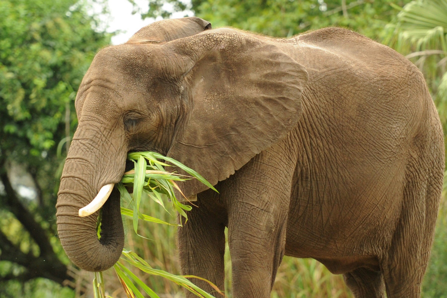 animal nutritionist