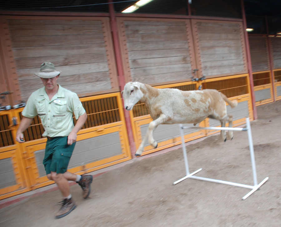 Wildlife Wednesdays ‘Personal Trainers’ Help Goats and Sheep Stay Fit