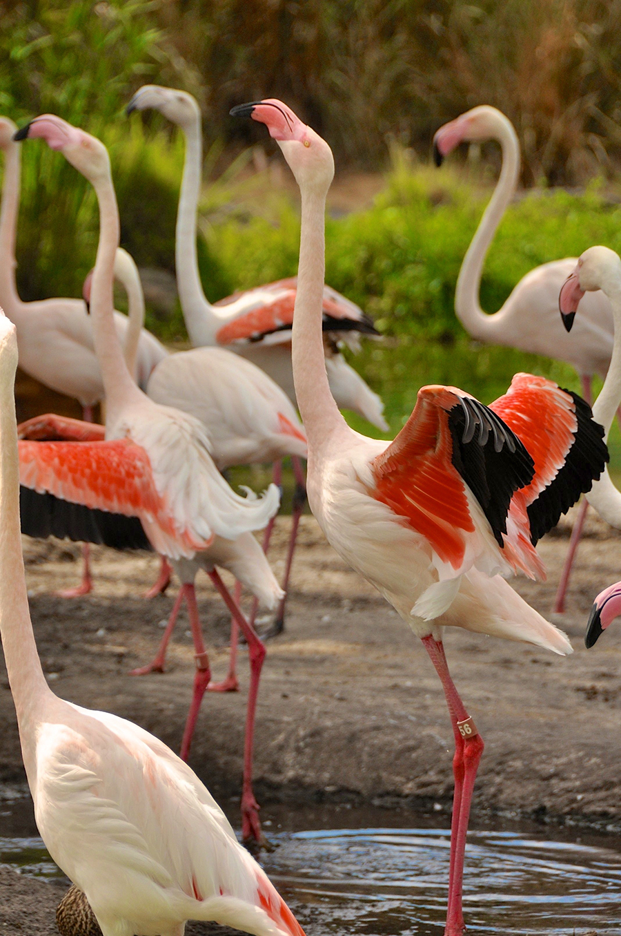 birds of a feather essay birds of a feather essay
