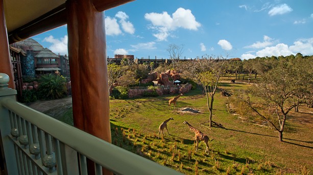 Best Animal Kingdom Club Level Tour Best Animal Kingdom Club Level Tour