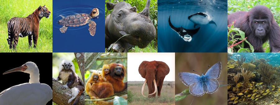 Disney Parks to Commit up to $1 Million for Animal Habitat Restoration to Celebrate the Opening of Pandora – The World of Avatar Disney Parks to Commit up to $1 Million for Animal Habitat Restoration to Celebrate the Opening of Pandora – The World of Avatar