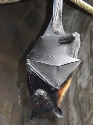 Wildlife Wednesday: Celebrate Pollinators Wildlife Wednesday: Celebrate Pollinators