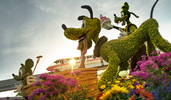 Flowers around topiaries shaped like Pluto, Goofy and Mickey Mouse
Flowers around topiaries shaped like Pluto, Goofy and Mickey Mouse