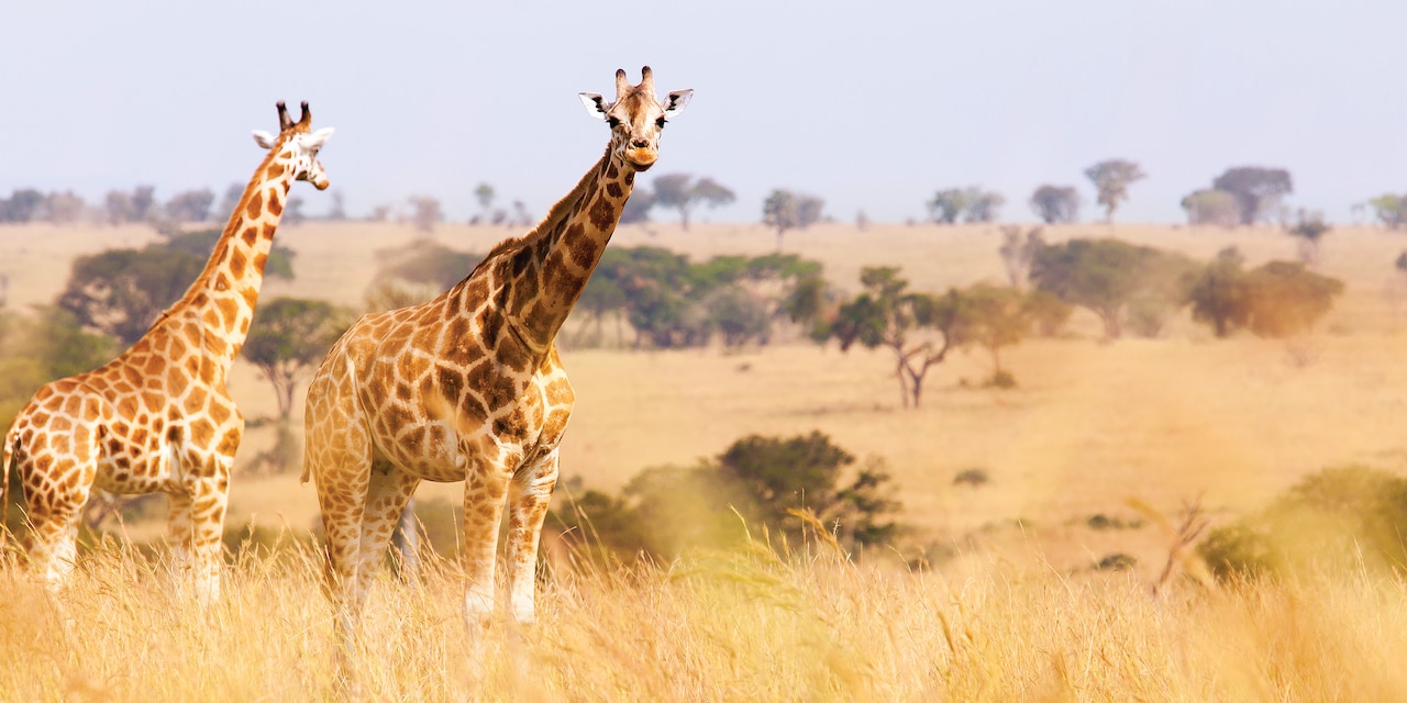South African Safari Adventure