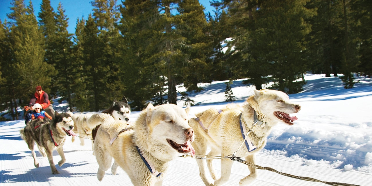 Dogs pull a sled filled with passengers down a snowy road