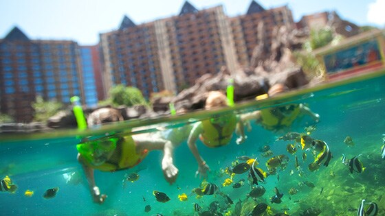 A family snorkels amongst the marine life at Aulani, A Disney Resort & Spa in Ko Olina A family snorkels amongst the marine life at Aulani, A Disney Resort & Spa in Ko Olina