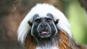 A Cotton Top Tamarin, the tiny primate known for its crest of white hair, takes a time out