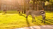 A zebra and 2 ostriches foraging outside Disney's Animal Kingdom Lodge