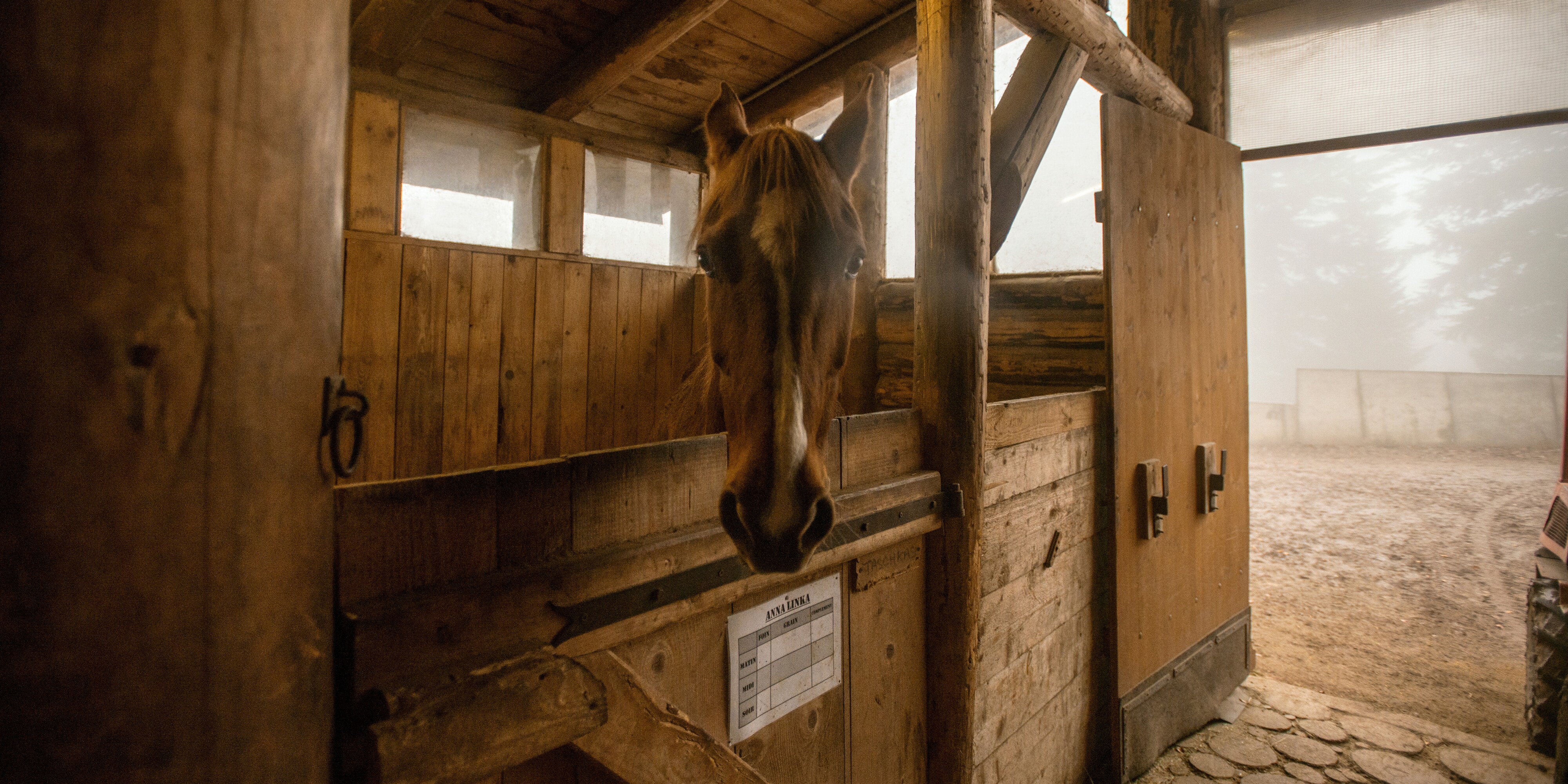 A horse in a stall