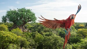 An exotic bird flying through the sky during Flights of Wonder at Disney’s Animal Kingdom park