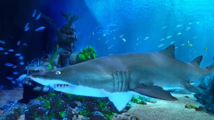 A large shark swimming around an underwater habitat, viewable from Coral Reef Restaurant at Epcot