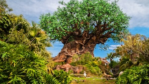 The Tree of Life stands tall amid lush greenery at the center of Disney’s Animal Kingdom theme park