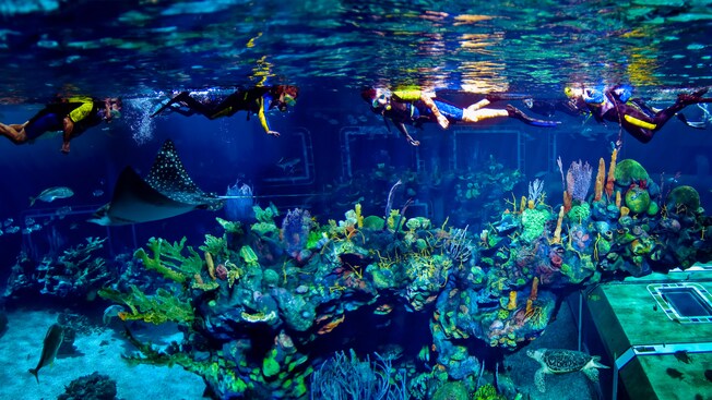 epcot-seas-aqua-tour-00.jpg