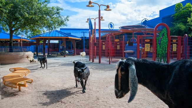 Goats wander through the petting zoo section at Rafiki's Planet Watch
