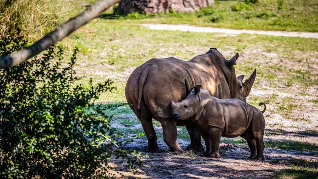 Wildlife Reserve on an awe-inspiring Kilimanjaro Safaris expedition