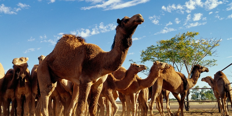 A herd of camels