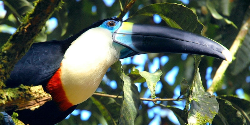 A toucan is perched in a tree A toucan is perched in a tree