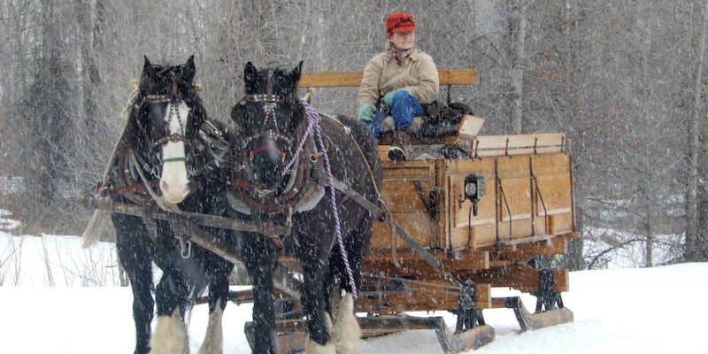 A woman rides a large two-horse wooden sleigh across the snow near a wooded area